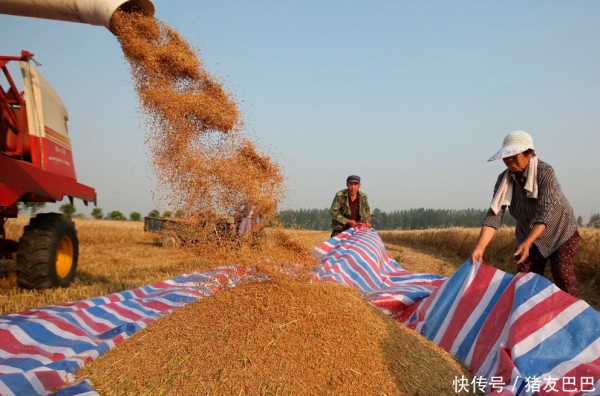 开云体育而饲料企业玉米消费才略提高-开云平台网站皇马赞助商| 开云平台官方ac米兰赞助商 最新官网入口